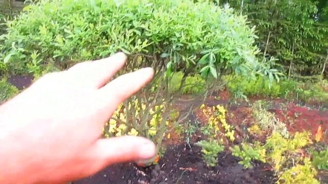 КАК ФОРМИРОВАТЬ ДИКУЮ ИВУ. смотреть онлайн