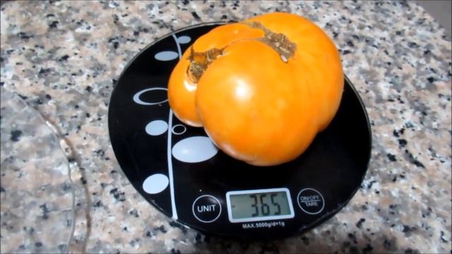 زراعة الاسطح 135 - présentation de la tomate Amana Orange смотреть онлайн