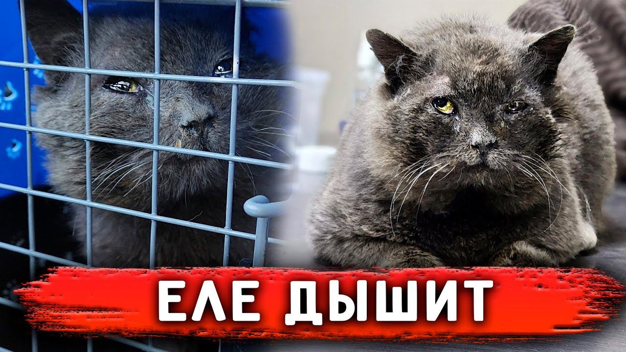 Котик - британец еле дышал. Забираем с улицы в клинику. Абсцесс на щеке. Обработки раны Томаса смотреть онлайн
