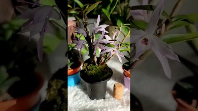 ОРХИДЕЯ ДОЛГОЖИТЕЛЯ - ДЕНДРОБИУМ МОНИЛИФОРМЕ (DENDROBIUM MONILIFORME) 長生蘭 Chouseiran (Тёсейран). смотреть онлайн