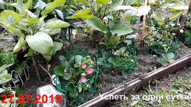 04.08.2019 ЗЕМЛЯНИКА САДОВАЯ АЛЬПИНА - РАДУГА, БАРОН СОЛЕМАХЕР, АЛИ-БАБА. смотреть онлайн