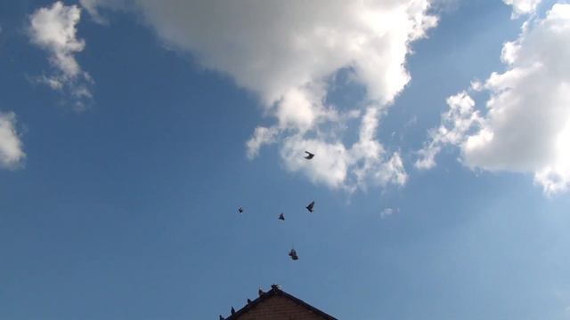 18 августа Полегон голуби с Серванта смотреть онлайн