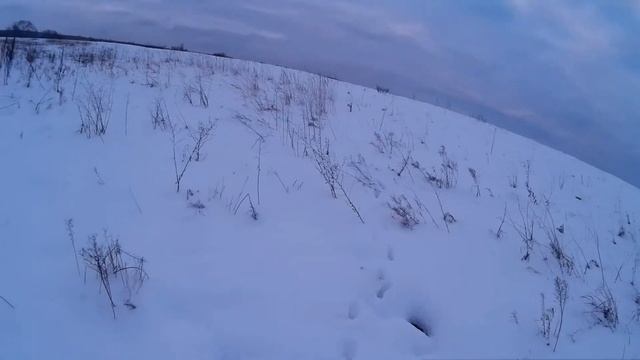 по зайцу с хаски.(лисья нора.глубокий снег.следы в поле) смотреть онлайн