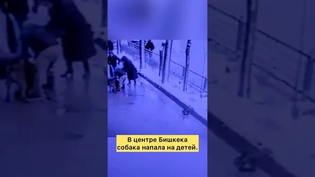 В центре Бишкека собака напала на ребенка смотреть онлайн