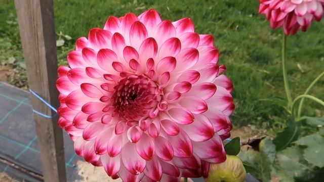 ? Dahlie Caproz Pizzazz (#2976)  - Dahlia Varieties