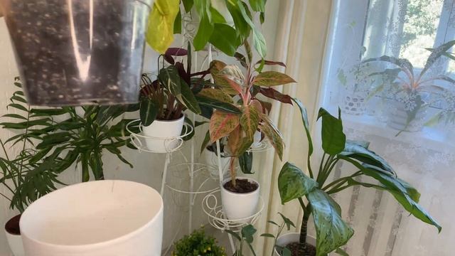 Неприхотливые комнатные цветы. смотреть онлайн