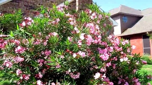 ??? Олеандр цветет у нас во дворе - красивоцветущие кустаники для теплого климата смотреть онлайн