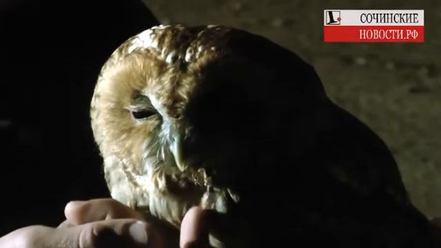 Спасение совы в Мацесте смотреть онлайн