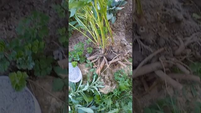 Пересадка пионов в августе после цветения