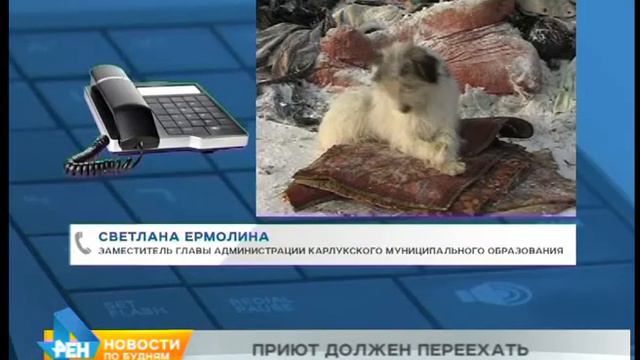 Питомник для животных «Пять звёзд» прокуратура обязала освободить территорию смотреть онлайн