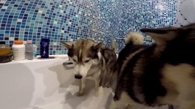 МАЛАМУТ И ХАСКИ КУПАЮТСЯ / Malamute and Husky take a bath смотреть онлайн