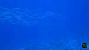 Three Corners Equinox Mai 2023, подводный мир (1080p)