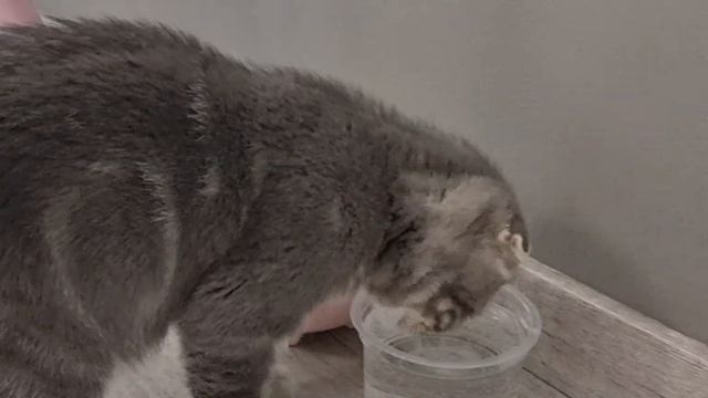 кошка пьёт воду смотреть онлайн