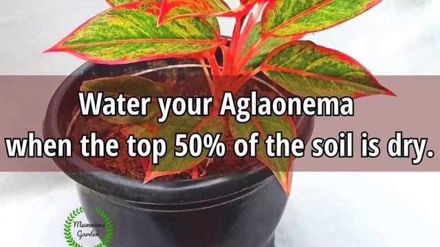 Aglaonema Red Lipstick | Chinese Evergreen Plant | Siam Aurora | How To Grow Aglaonema Red Lipstick смотреть онлайн