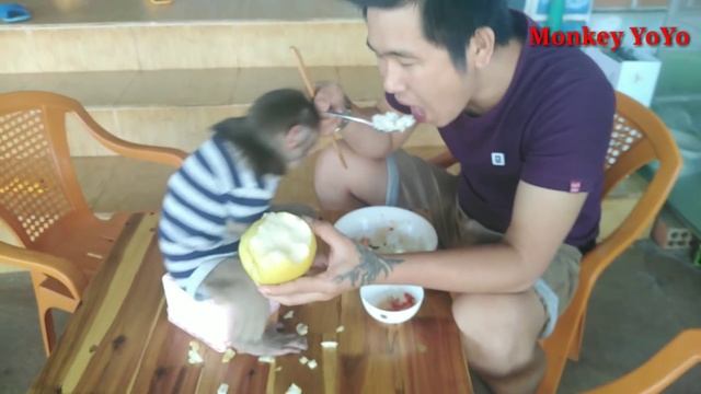 Meals Of Monkey Baby Yoyo And Dad |Baby Monkey Eats Big Pears