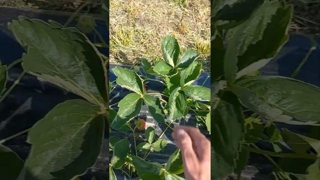 клубника ? Априка? в Беларуси смотреть онлайн