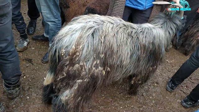 гов бозори Душанбе ленинский район нархи гусфандхо ва бука BUQACHA смотреть онлайн