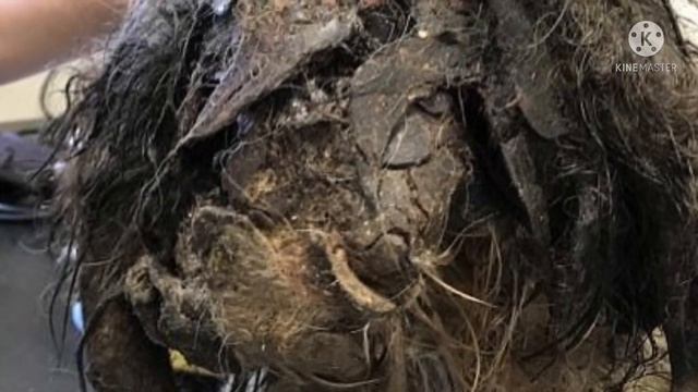 Когда волонтёры нашли эту собаку, они сначала даже не поняли что это! смотреть онлайн