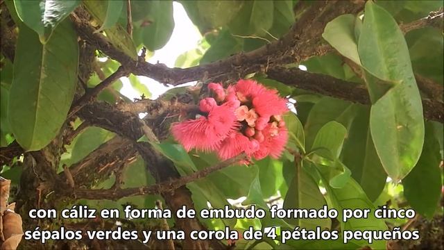 Vivoteca 19 Manzano De Agua Syzygium Malaccense