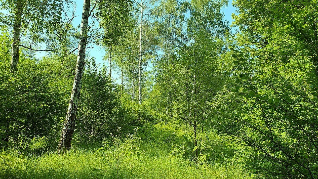 Relaxing Forest Sounds birds singing Nature Sounds смотреть онлайн