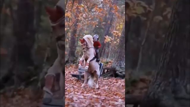 ЛОШАДИ - самые верные и преданные друзья; Голоса и звуки животных; Животные вокруг нас; смотреть онлайн