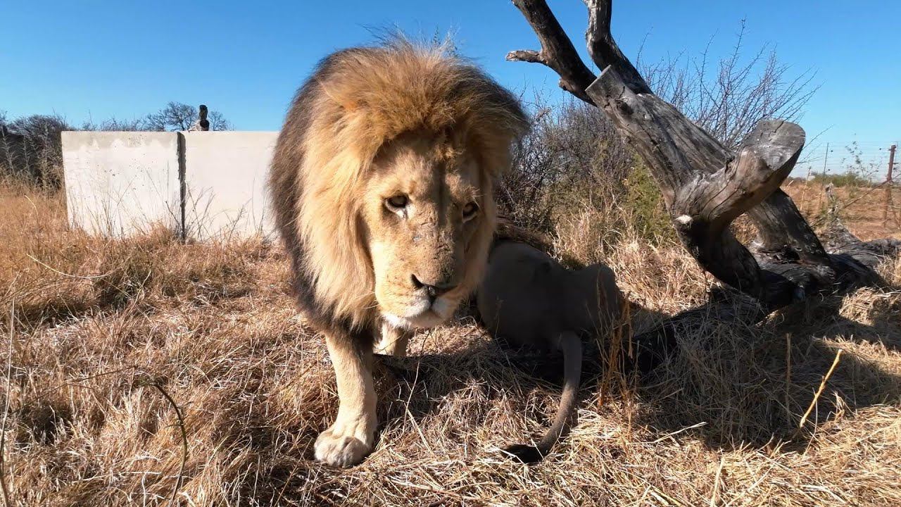 Львы временно в маленьком вольере.