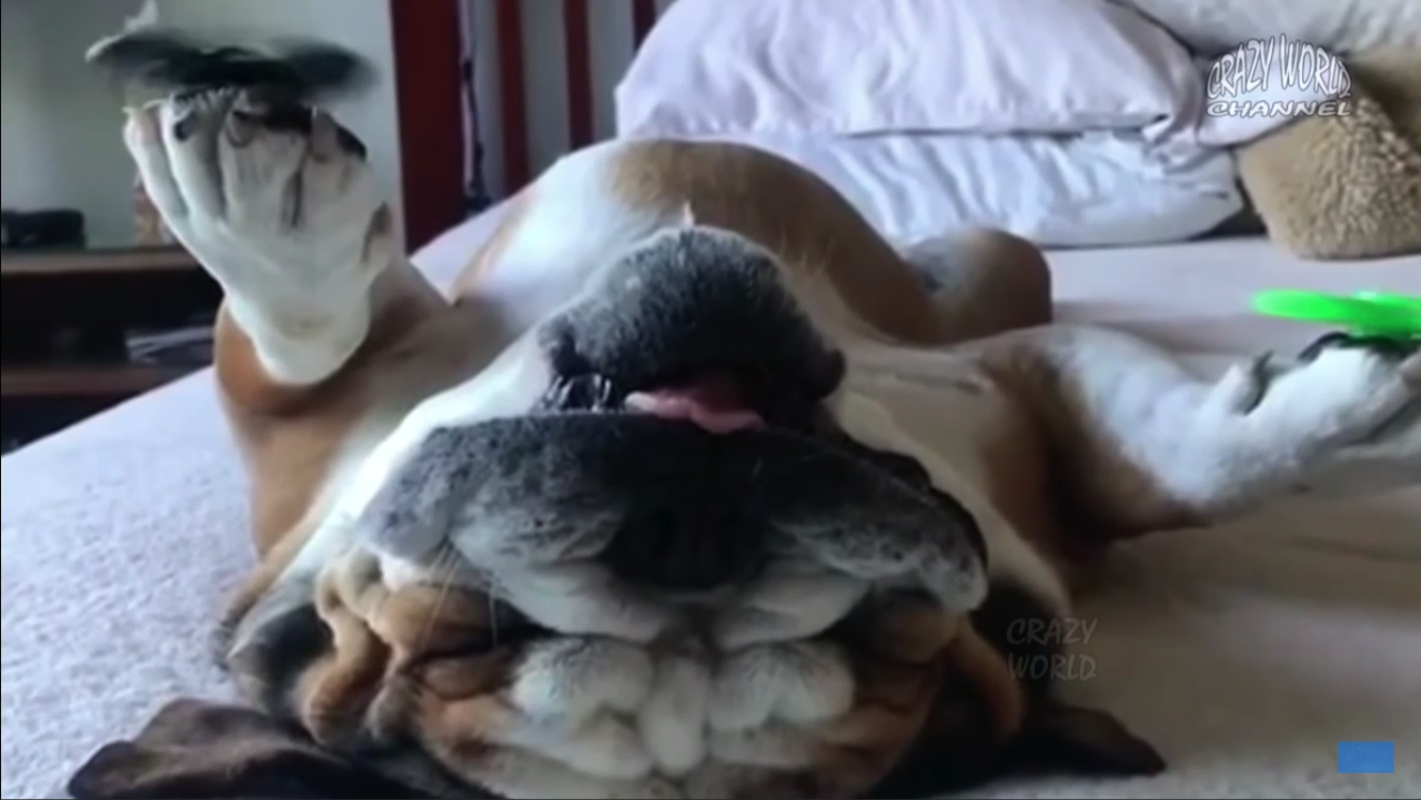 подборка животных со смешной озвучкой смотреть онлайн