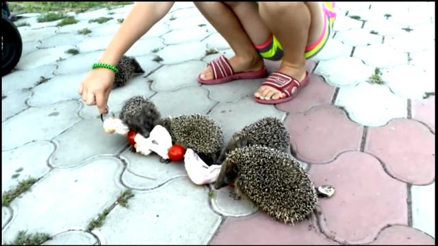 BBQ Oldman Grisha and his pets.РУССКИЕ ЕЖЕЙ НЕ ЕДЯТ смотреть онлайн