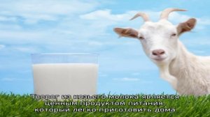 Козий творог