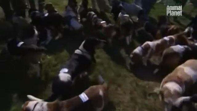 О породе Бассет хаунд смотреть онлайн