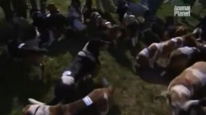 О породе Бассет хаунд