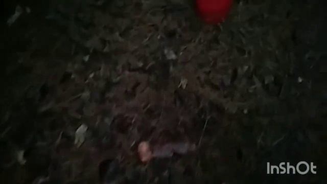 Маслят спасаем от мороза. 29 октября смотреть онлайн