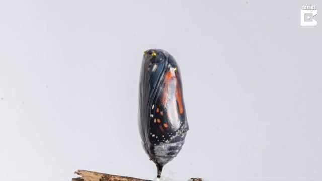 Timelapse Shows Incredible Metamorphosis Of Monarch Butterfly смотреть онлайн