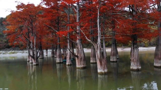 Кипарисовая роща смотреть онлайн