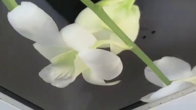 Натижной потолок г.Ош 0999401717 смотреть онлайн