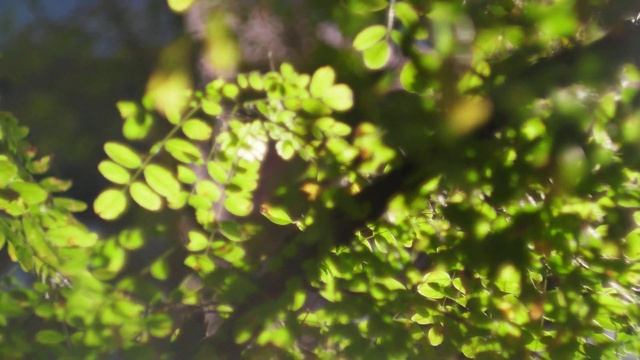 In The Park Tree Sun Flares: Xiaomi Yi M1 With Helios-44M-4 58mm F/2 M42 To M4/3 4k Video Test