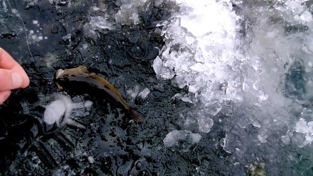 Сходили НА ВЕЧЕРНЮЮ РЫБАЛКУ и сделали наверное ЛУЧШИЕ КОТЛЕТЫ ИЗ РЫБЫ! смотреть онлайн