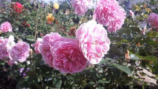 Роза Харлоу Карр ( Rosa Harlow Carr) Дэвид Остин смотреть онлайн