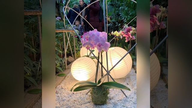 Орхидеи цветут смотреть онлайн