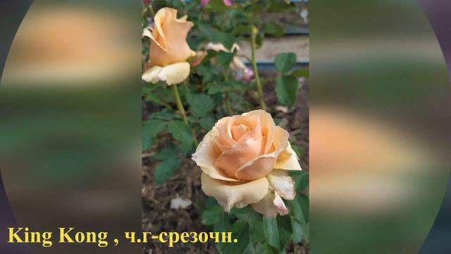 Фото роз с названиями сортов селекции Италия, Нидерланды,Дания и др. Первый год цветения 2019 смотреть онлайн