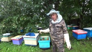 ЧТО ТАКОЕ МАТКА ТРУТОВКА В КОНЦЕ АВГУСТА, ЧТО ДЕЛАТЬ, КАК ИСПРАВИТЬ?
