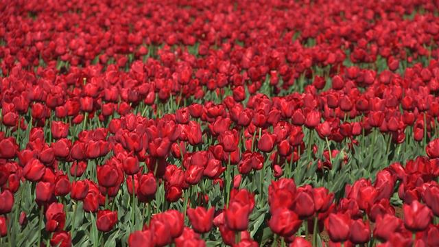 Ile de France - Tulip 🌷🌷🌷 vdqbulbs.com.au смотреть онлайн