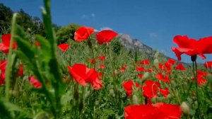 Червона рута_