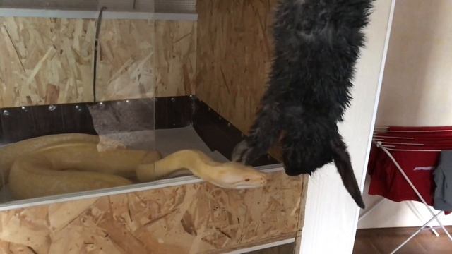 Кормление тигрового питона. Python molurus смотреть онлайн