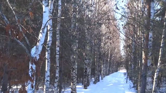 Мстёра февраль уникальная посадка леса смотреть онлайн
