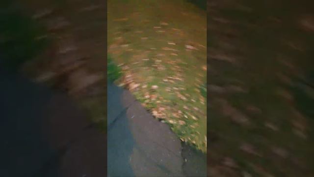 Часть прогулки с биглем Джонни смотреть онлайн