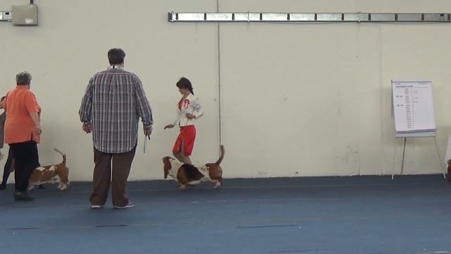 Basset hound ring at European Dog Show in Wels 2019 смотреть онлайн