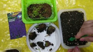 Аубреция. Обриета гибридная. Пикировка.