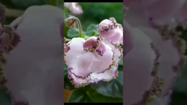 ФИАЛКА ЛЕ- МОН СЕН МИШЕЛЬ смотреть онлайн