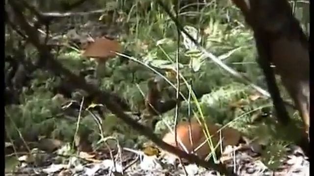 ?  Красота по - русски. Какой лес, такие и грибы. Подосиновики. Моховики Желтые.